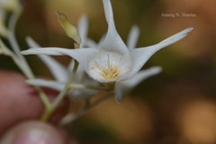Shorea roxburghii